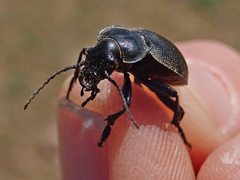 Calosoma luxatum