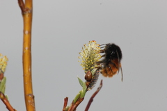 Bombus alpinus