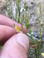 Crocanthemum aldersonii