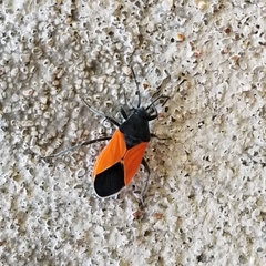 Melanopleurus bicolor