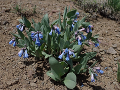 Mertensia oblongifolia