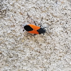 Melanopleurus bicolor