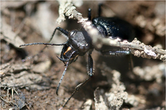Cicindela nebraskana