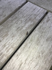 Harmonia axyridis