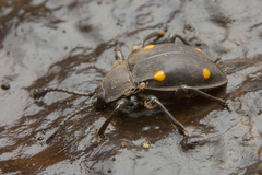 Eumorphus assamensis