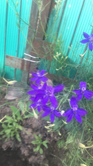 Delphinium consolida