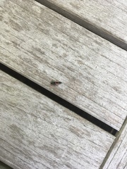 Harmonia axyridis