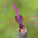 紫紅蜻蜓 - Photo 由 budak 所上傳的 (c) budak，保留部份權利CC BY-NC