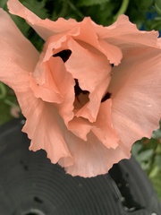 Papaver somniferum