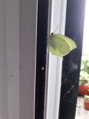 Gonepteryx cleopatra