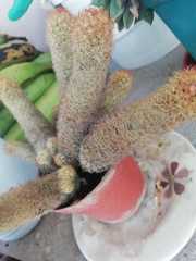 Cleistocactus