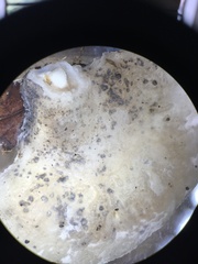 Tyromyces fumidiceps