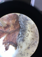 Tyromyces fumidiceps