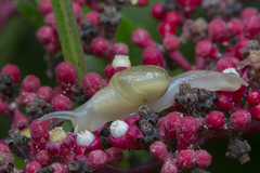Helicarion perfragilis