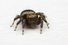 Thorelliola ensifera