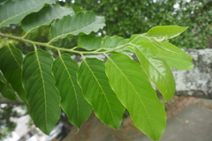 Cananga odorata