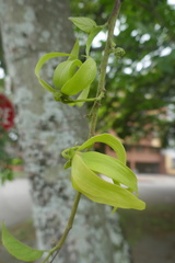 Cananga odorata