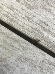 Harmonia axyridis