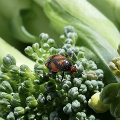 Deraeocoris schach