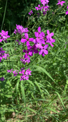 Hesperis matronalis