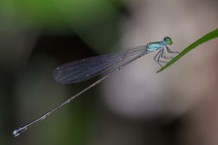 Amphicnemis gracilis