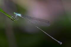 Amphicnemis gracilis