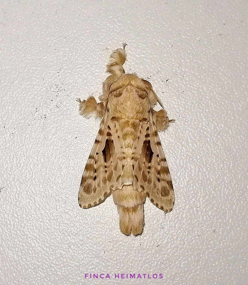 Titya synoecura