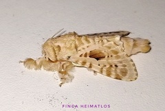 Titya synoecura