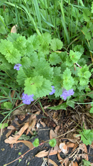 Glechoma hederacea