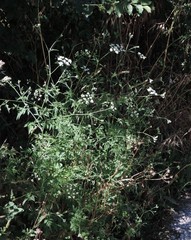 Torilis arvensis recta