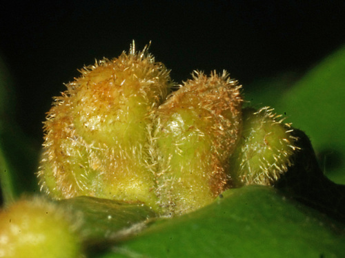 solitary maple leaf gall mite