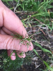 Cyclospermum