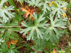 Geranium brasiliense