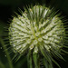 Yellowflower Teasel - Photo (c) Felix Riegel, some rights reserved (CC BY-NC), uploaded by Felix Riegel