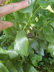 Polygonatum × hybridum