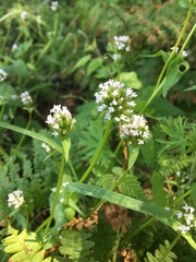 Plectritis congesta brachystemon