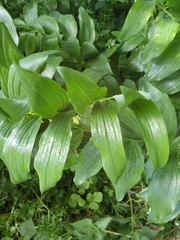 Polygonatum × hybridum