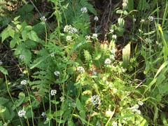Plectritis congesta brachystemon