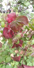 Gossypium hirsutum