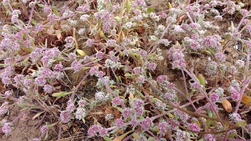 Image of Chorizanthe cuspidata by (c) Noreen Weeden, some rights reserved (CC BY)
