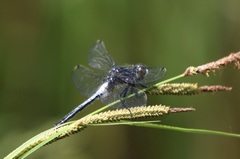 Leucorrhinia frigida