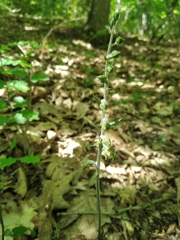 Epipactis microphylla