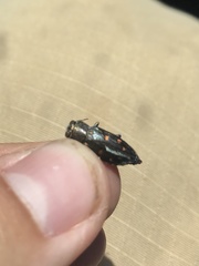 Chrysobothris octocola