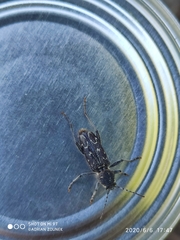 Xylotrechus rusticus