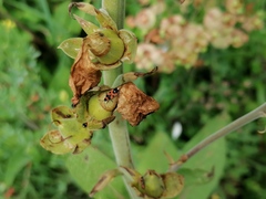 Horvathiolus superbus