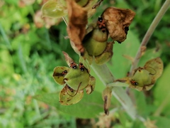 Horvathiolus superbus