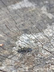 Xylotrechus rusticus