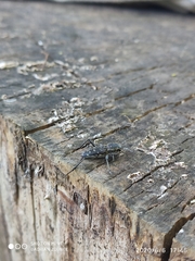 Xylotrechus rusticus