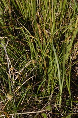 Carex sterilis