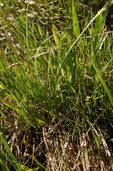 Carex sterilis